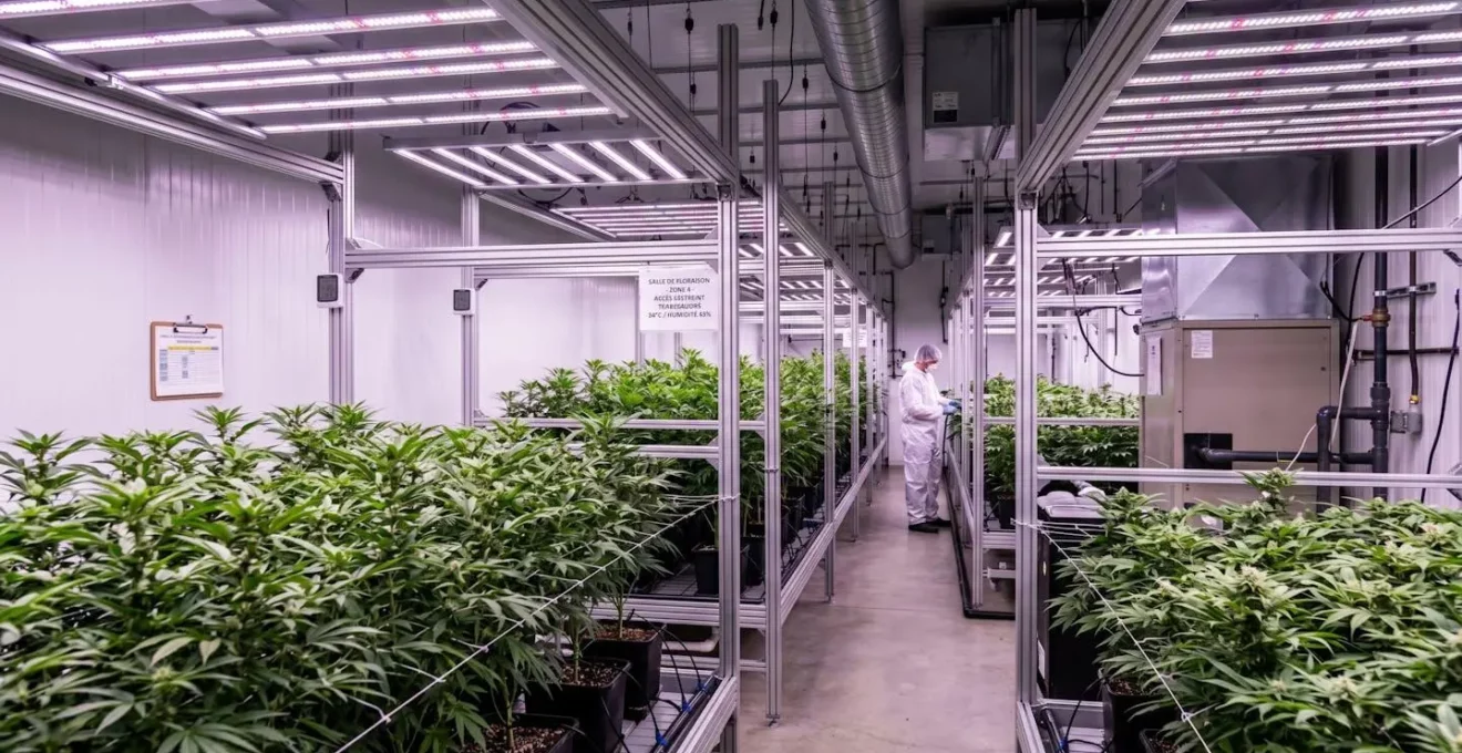 Installation indoor de culture de CBD avec plants de chanvre sous éclairage LED horticole et équipements de contrôle environnemental